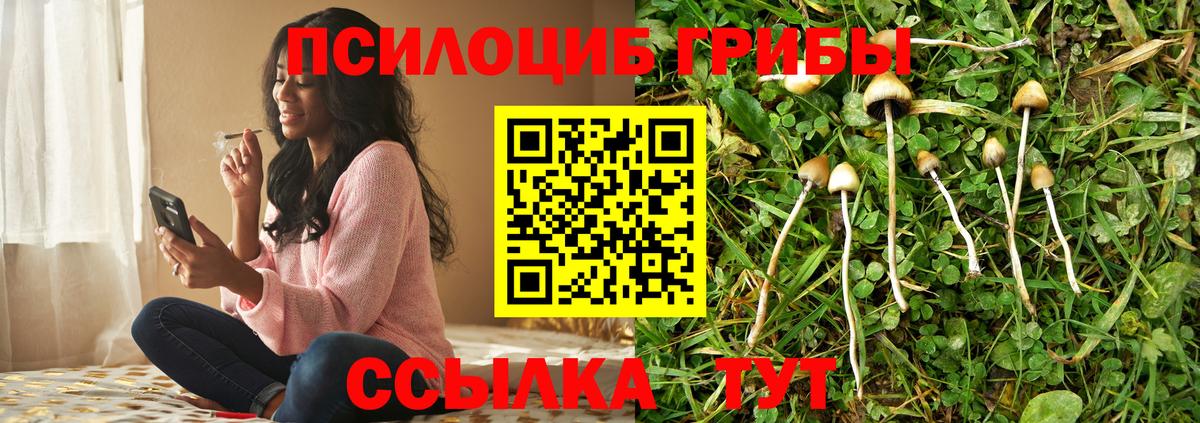 Псилоцибиновые грибы Psilocybine cubensis Мурино